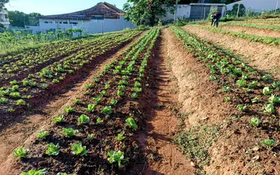 Itaperuna: 10 mil mudas de alface são plantadas em horta comunitária