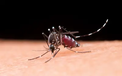 Dengue: Automedicação pode agravar complicações da doença